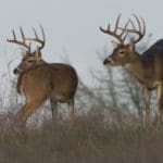 Whitetail-Deer-Hunting-Questions-and-Answers-from-Hunting-Magazine