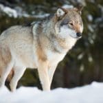 Wolf-Hunting-Questions-and-Answers-from-Hunting-Magazine