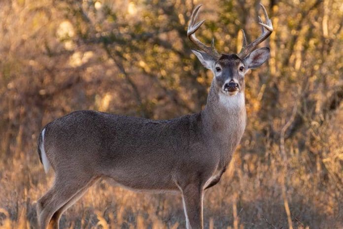Can-Deer-See-Color---What-This-Means-for-Hunters---Hunting-Magazine Can Deer See Color: What This Means for Hunters