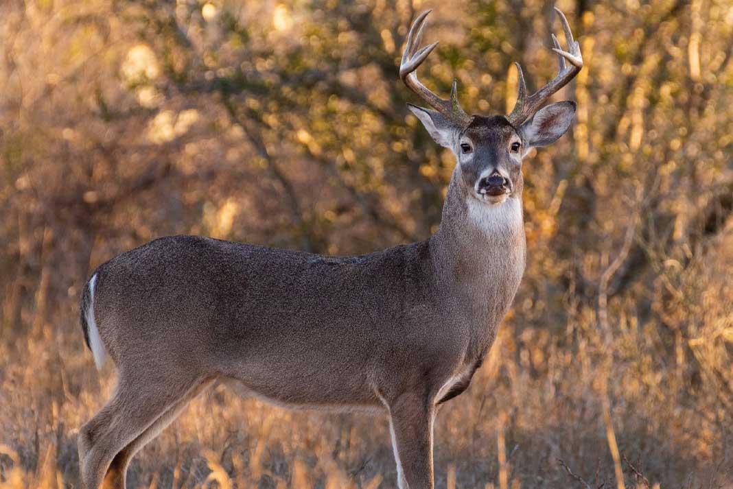 Can Deer See Color: What This Means for Hunters