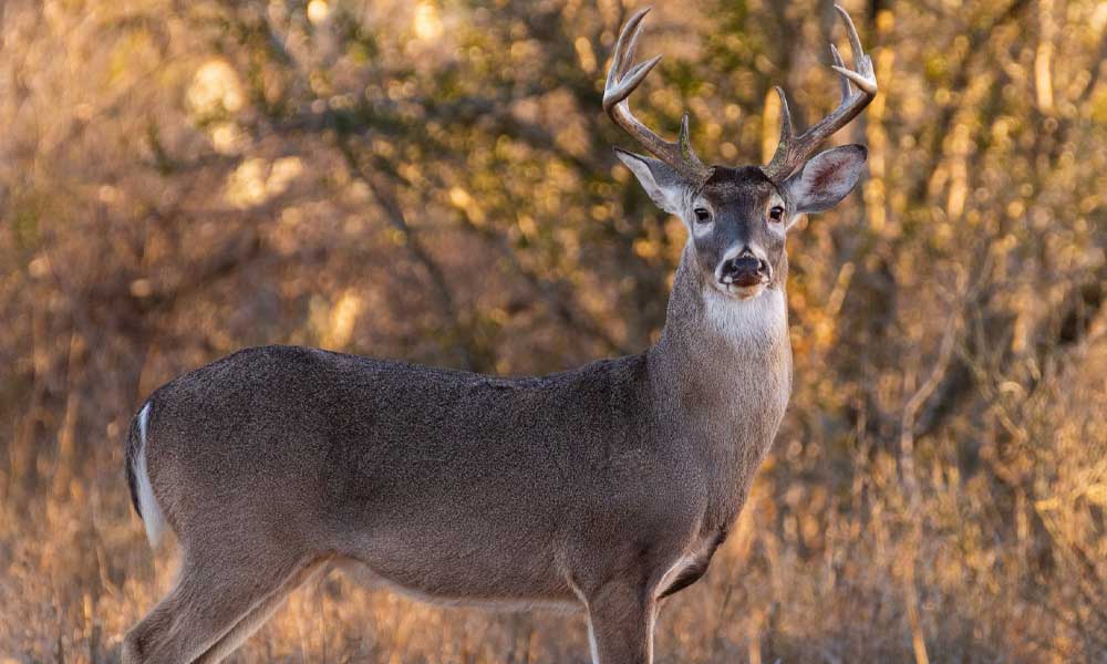 Early Season Deer Hunting Why Use Deer Calls? Hunting Magazine