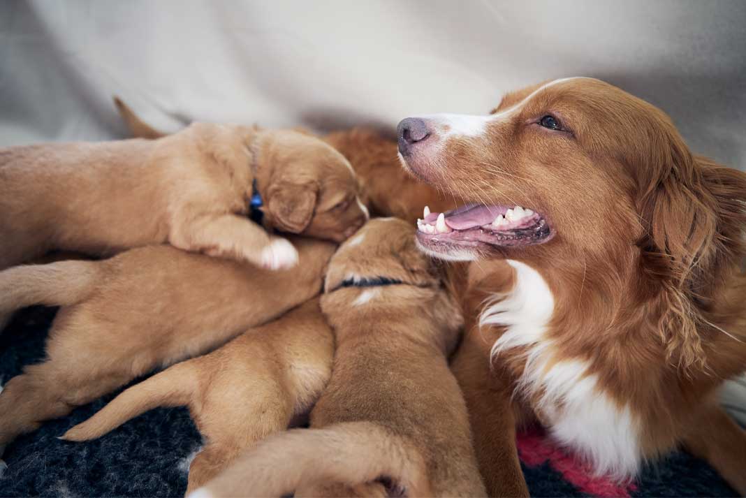 Female Hunting Dog Names Massive List of 400+ Female Dog Names