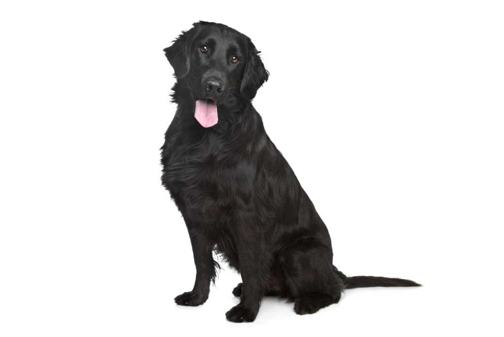 Good Hunting Dog Names - Hunting Magazine