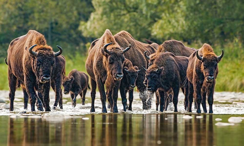 Hunters who spearheaded the effort to save the American bison from extinction - Hunting Magazine