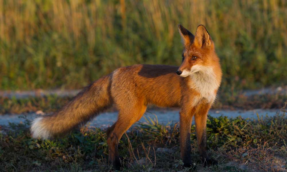 Hunting is Good and Can Improve Animal Welfare - Hunting Magazine