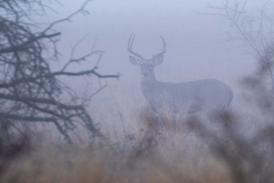 The different colors deer can see - Hunting Magazine