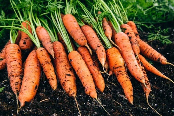 Will-Whitetail-Deer-Eat-Carrots---The-Surprising-Answer---Hunting-Magazine Will Whitetail Deer Eat Carrots? The Surprising Answer - Hunting Magazine