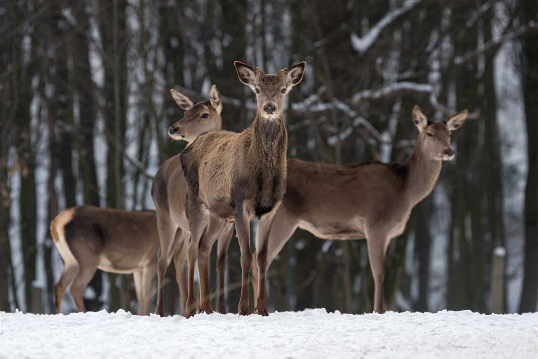 Hunting helps control wildlife populations and prevents overpopulation - Hunting Magazine