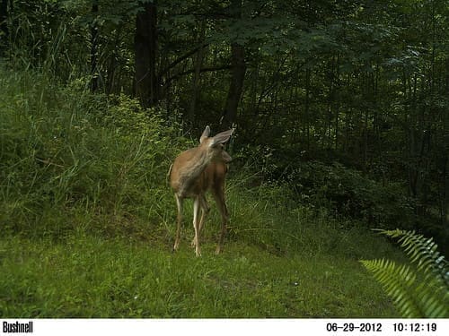 deer | Deer on Trail Camera deer