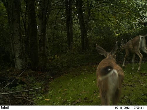 deer | Deer on Trail Camera deer