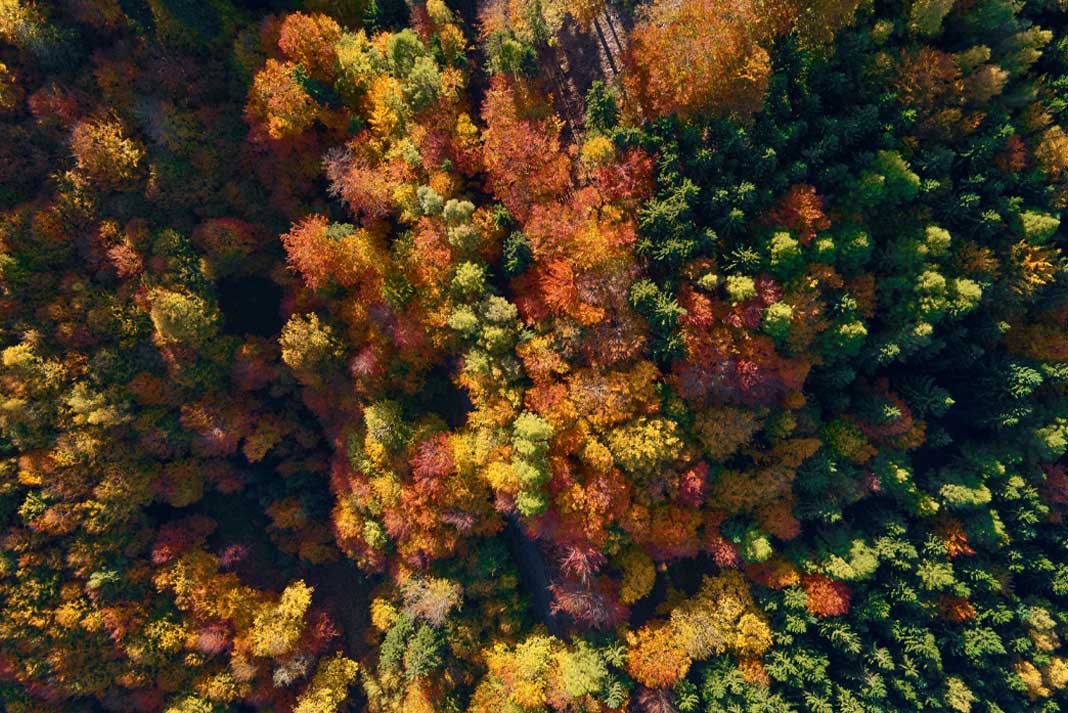 Arial View of Hunting Land - How Much Hunting Land Can You Buy?