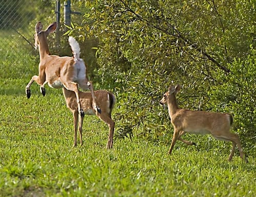 Bound To Avoid the Camera | Deer on Trail Camera Bound To Avoid the <a href=