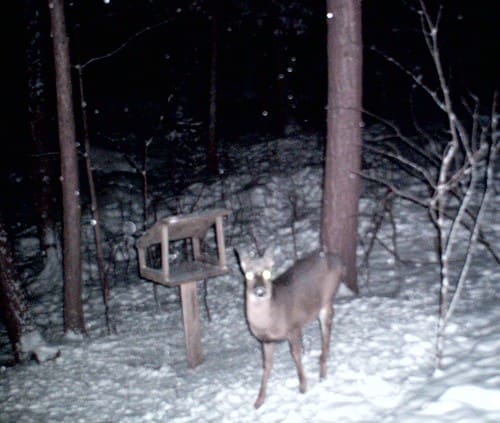 Caught! | Deer on Trail Camera Caught!