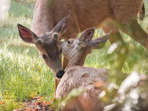 Deer, Oh, Deer | Deer on Trail Camera Deer, Oh, Deer