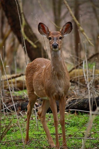 Hello There! | Deer on Trail Camera Hello There!