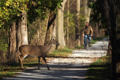 Right of Way | Deer on Trail Camera Right of Way
