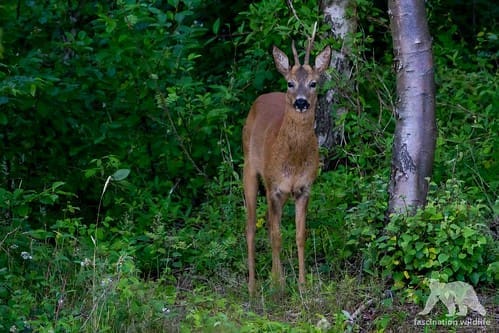 Roe Deer Buck | Deer on Trail Camera Roe Deer Buck