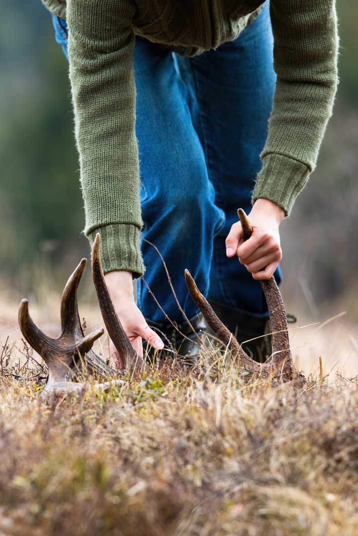 Shed Hunting for Whitetail Deer Antler is a Fun Exciting Experience for Hunters - Hunting Magazine
