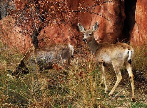 The Mule Deer | Deer on Trail Camera The Mule Deer