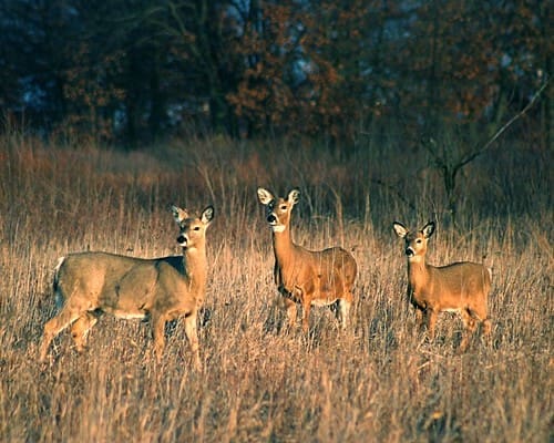 Three Deer | Deer on Trail Camera Three Deer
