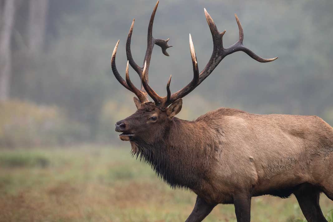 What Types of Wild Game Can You Hunt on Your Hunting Land? Bull Elk in the Grand Tetons