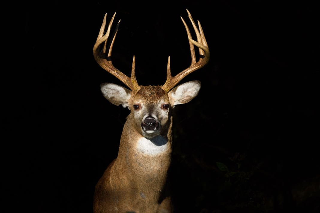 Alert Whitetail Deer Buck it Smelled Human Scent