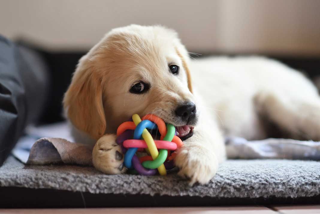 Provide Your Hunting Dog with Stimulating Chew Toys - Hunting Magazine