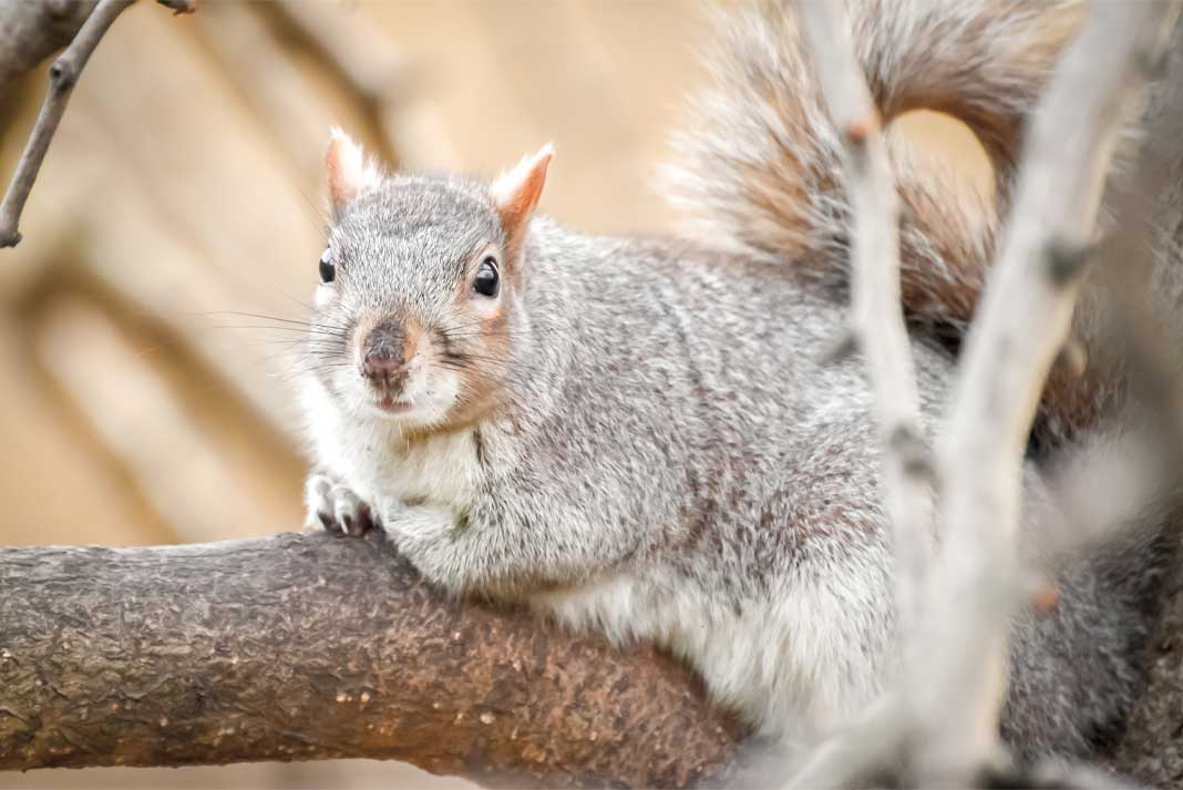 You can buy a small game hunting licenses from Walmart for Squirrel Hunting - Hunting Magazine