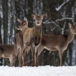 deer-in-winter-forest-2022-02-01-23-41-05-utc.jpg
