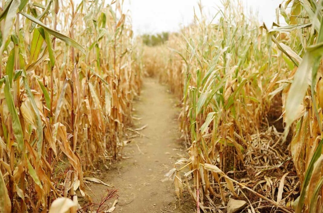 How to Hunt Deer in Standing Corn: Hunting Tips and Tricks