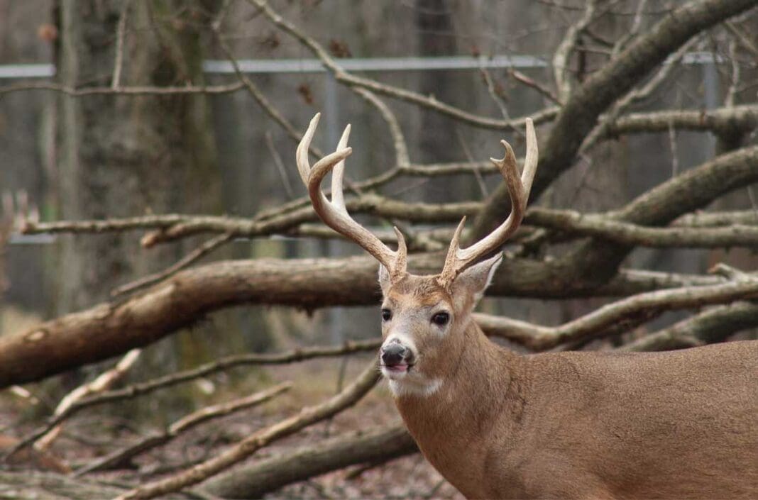 Unlocking the Secrets of Where Deer Bed During The Day