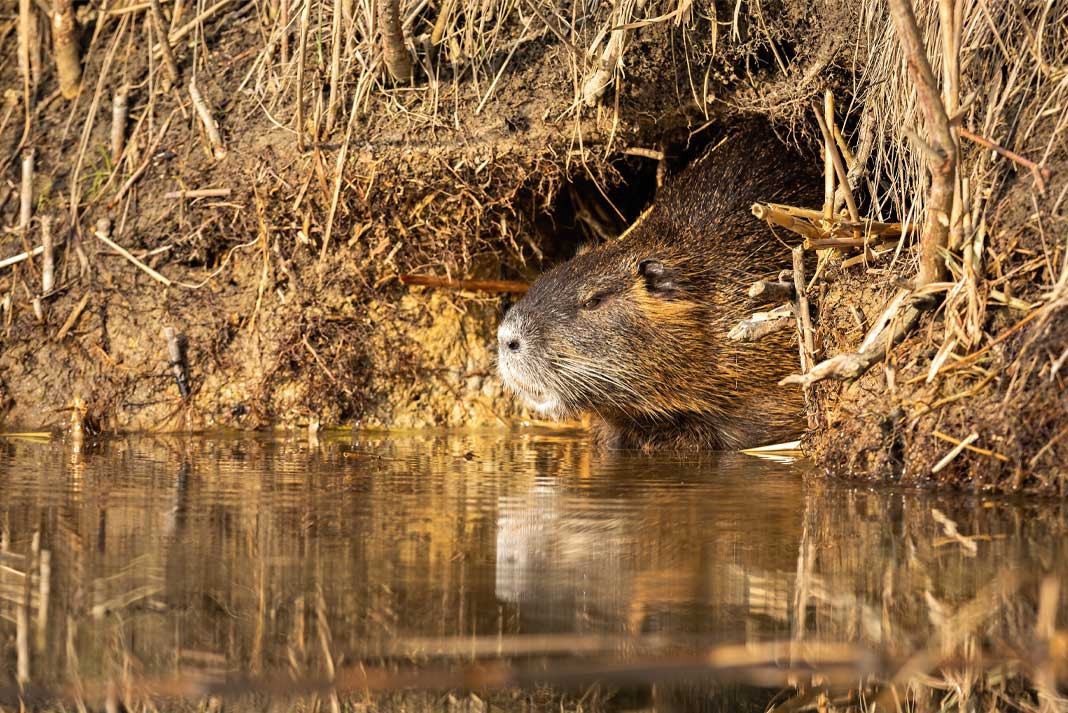 Nutria burrow into the banks of marshlands and destroy the banks - Hunting Magazine