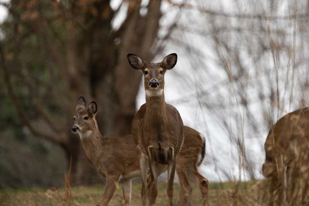 Are Deer Color Blind - Hunting Magazine