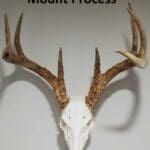 European (Skull) Mount Process Paperback Book – Hunting Magazine