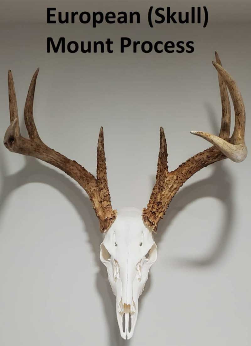 European (Skull) Mount Process Paperback Book - Hunting Magazine