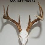 European-(Skull)-Mount-Process-Paperback-Book—Hunting-Magazine
