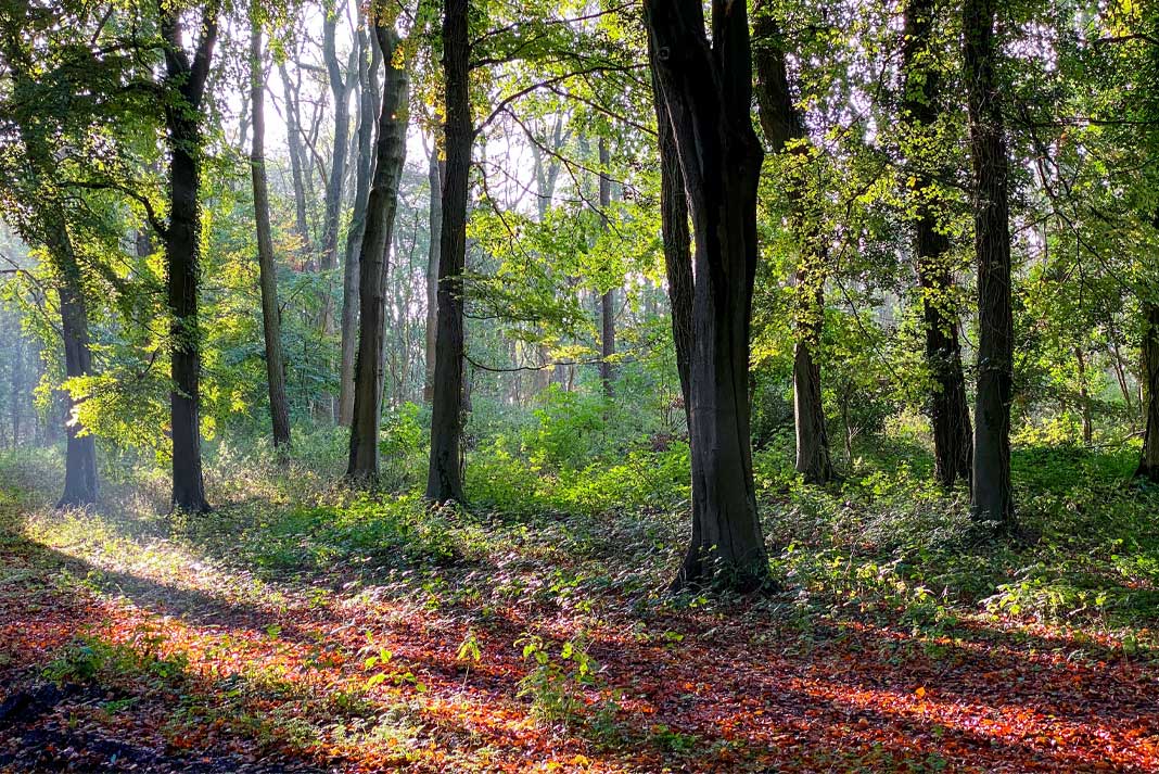 Should I Buy Hunting Land? - Hunting Magazine