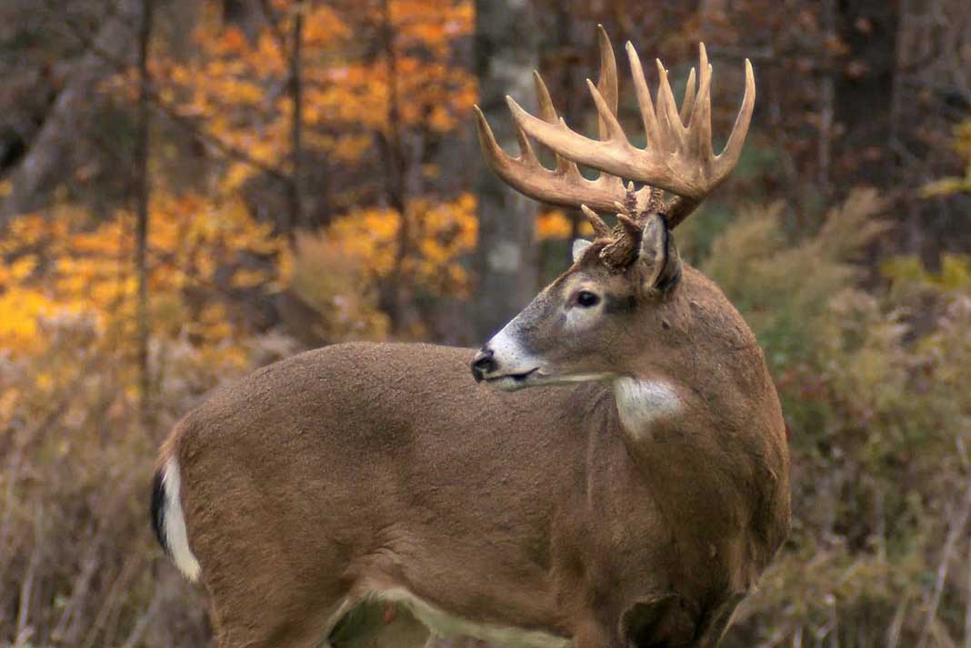 How to Properly Skin a Deer A StepbyStep Guide Hunting Magazine