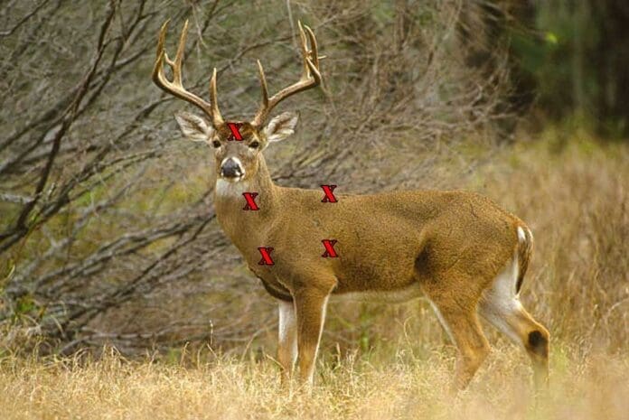 Best-Place-to-Shoot-a-Deer---Hunting-Magazine Best Place to Shoot a Deer - Hunting Magazine