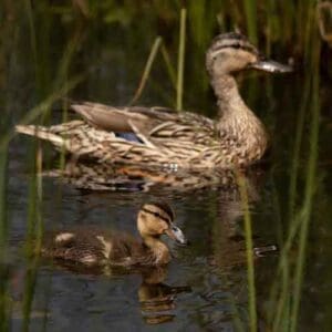 Money Spent on Hunting Helps to Protect Wildlife Like Ducks - Hunting Magazine