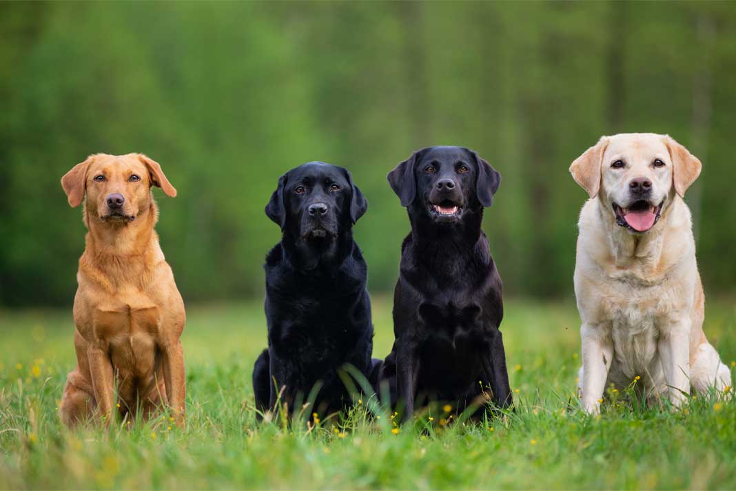 Should Hunting Dogs Be Kept Outside - Hunting Magazine