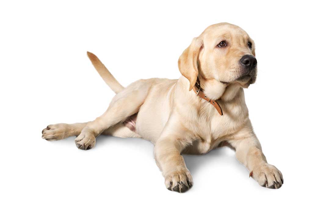 best dry food for golden retriever puppy - Hunting Magazine