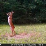 Stealth Trail Camera Photos - Photo Credit - Donna Shelton - Hunting Magazine