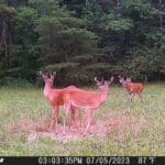 Stealth Trail Camera Photos - Photo Credit - Donna Shelton - Hunting Magazine