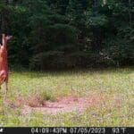 Stealth Trail Camera Photos - Photo Credit - Donna Shelton - Hunting Magazine