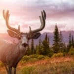 a-male-deer-in-canadian-nature-2022-02-25-02-52-10-utc.jpg