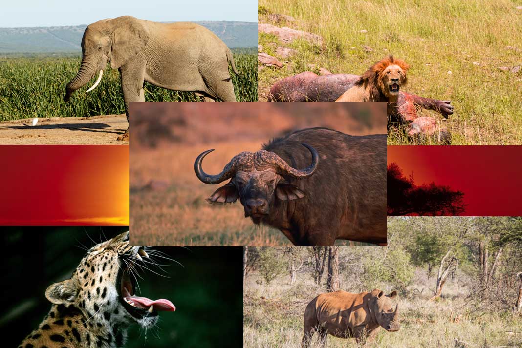 Hunting-Africa’s-Big-5---Africa’s-Biggest-Hunting-Trophies---Hunting-Magazine Hunting Africa’s Big 5 - Africa’s Biggest Hunting Trophies - Hunting Magazine