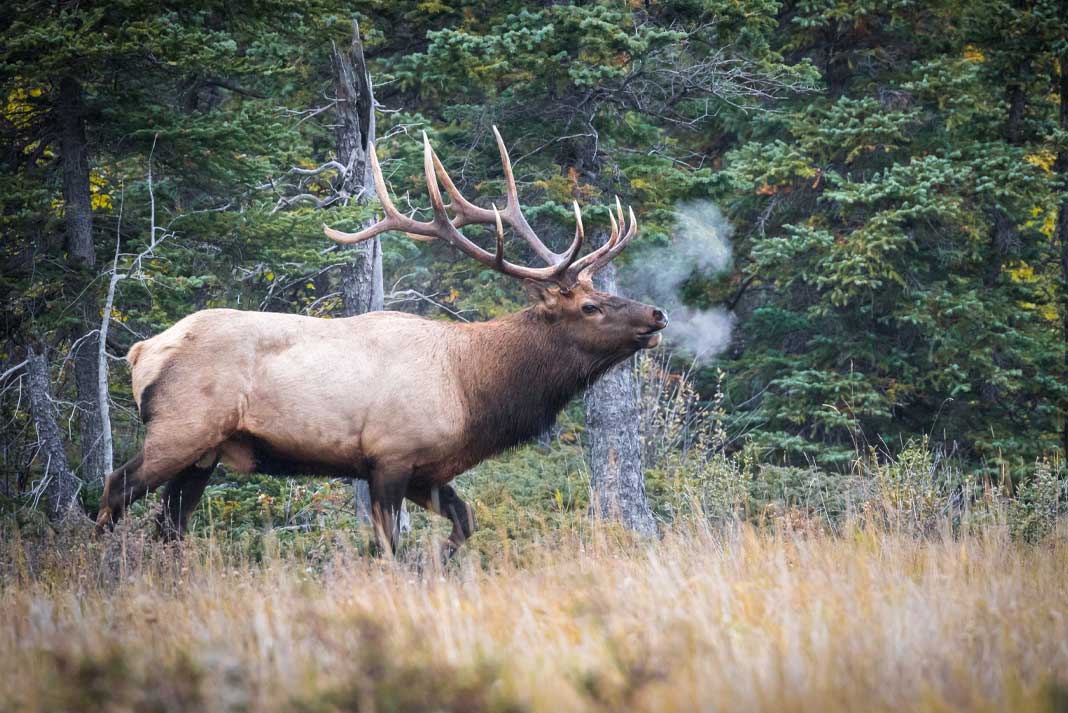 The Top States for Elk Hunting An Indepth Analysis Hunting Magazine