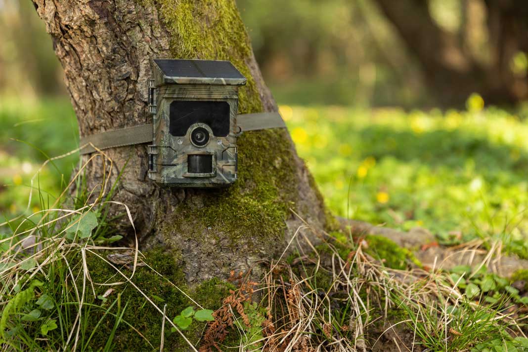 Determining the Best Locations for Your Trail Camera - Hunting Magazine
