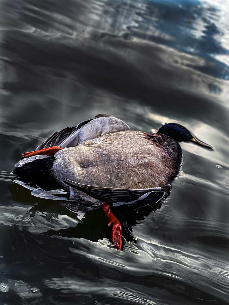 Downed Mallard Duck from Successful Duck Hunt - Hunting Magazine